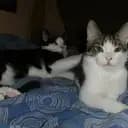 [Kattenlava]